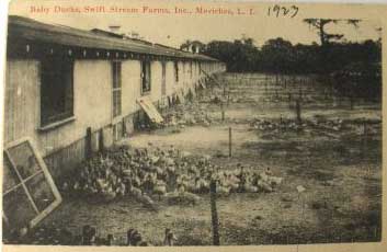 Swift Stream Duck Farm